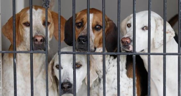 Francavilla, 16 cani sequestrati dal Corpo forestale