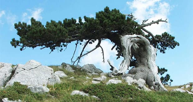 Parco nazionale del Pollino, denunce e sequestri a Grisolia