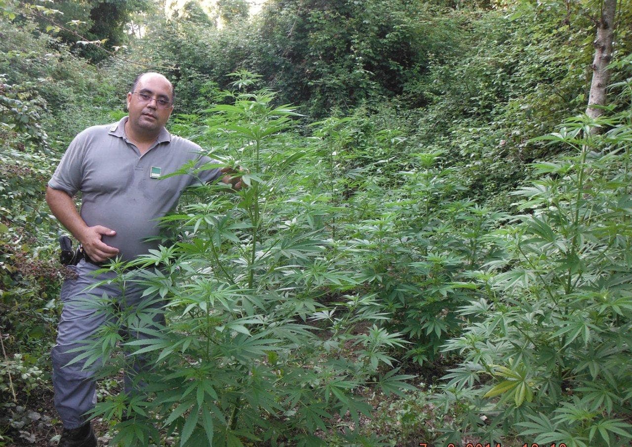 Cetraro, ritrovata piantagione di canapa