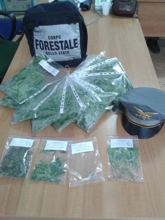 Coltivava Cannabis nei boschi, arrestato un uomo a S.Agata d’Esaro