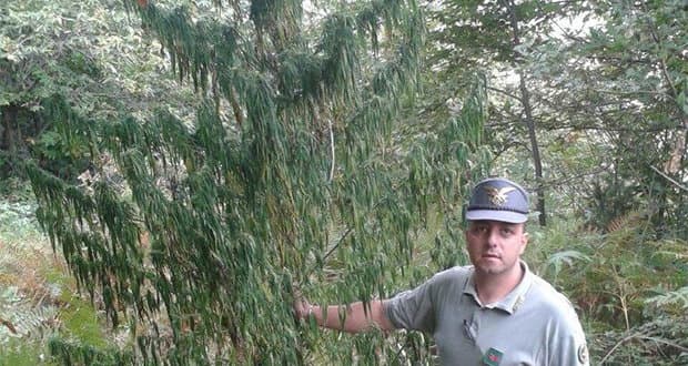 Corpo forestale, trovata pianta di Cannabis di oltre tre metri d'altezza