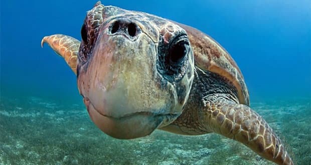Tartaruga "Caretta Caretta" trovata morta sulla spiaggia di Rossano