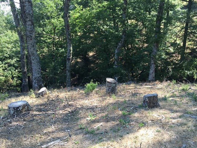 Rossano, stanno distruggendo la montagna. Continuano i tagli abusivi a Vivaio Cerasaro