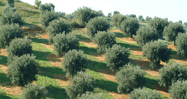 Olio tunisino in Calabria, settore a rischio tracollo