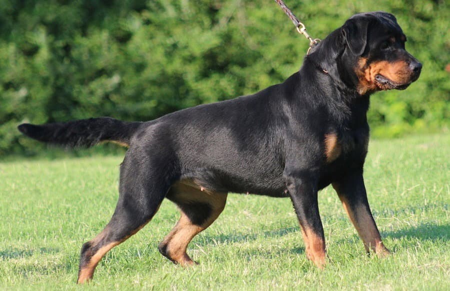 Rottweiler azzanna un diciassettenne di Acri