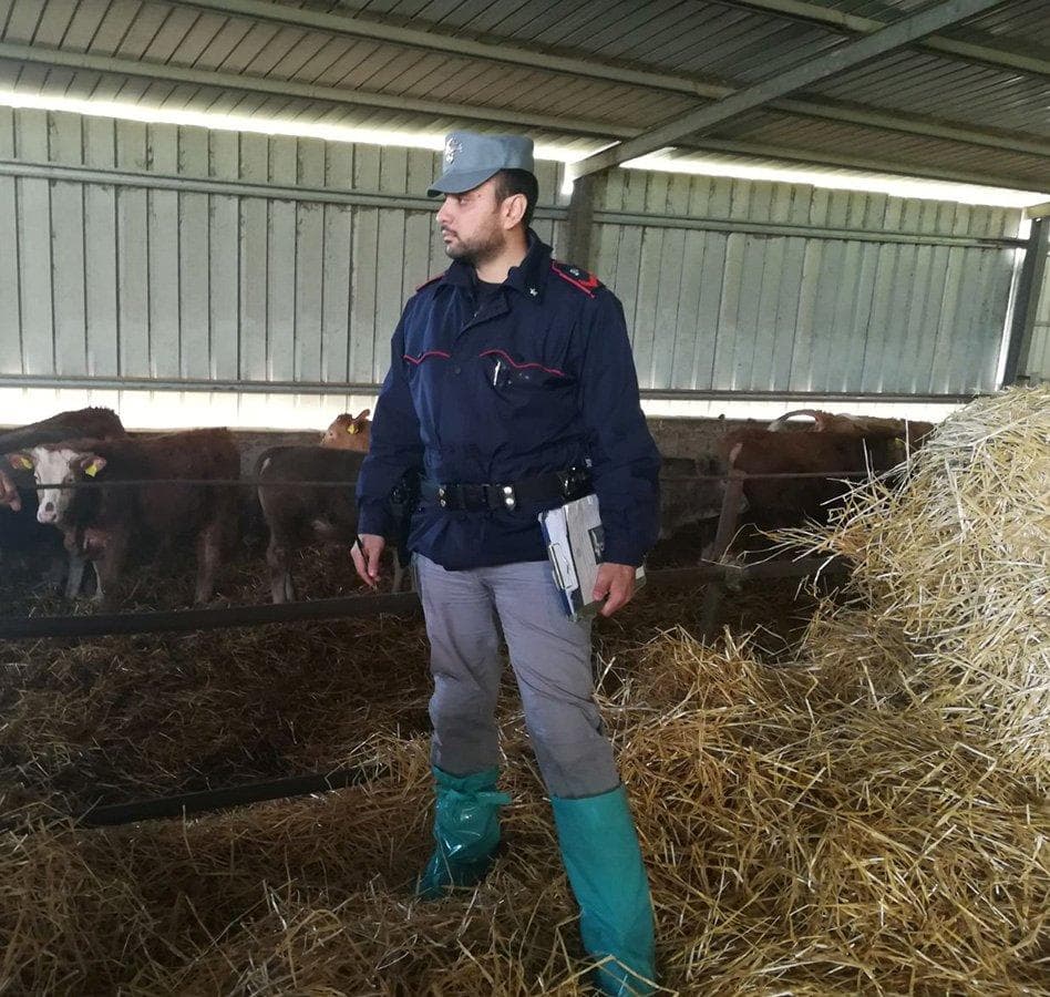 Torano, denunciato proprietario azienda zootecnica
