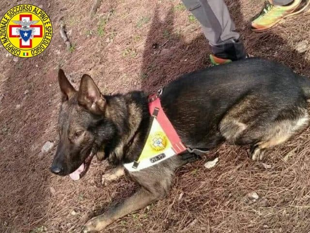 Dispersi in Sila.Ritrovati dal cane Full, un grigione del soccorso alpino