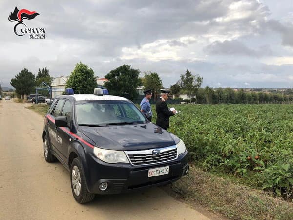 CARABINIERI COSENZA, Roggiano: arrestato imprenditore agricolo per sfruttamento lavoro 7 extracomunitari