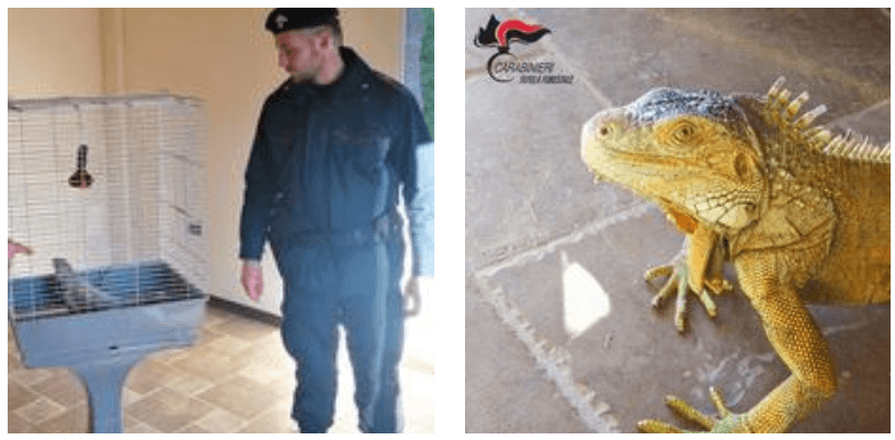 Roggiano, Carabinieri Forestale Calabria: sequestrata iguana detenuta illegalmente
