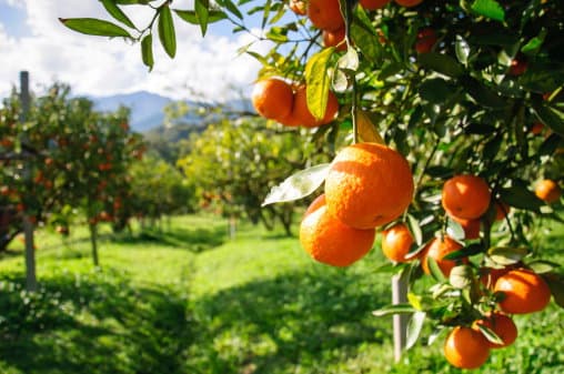 Crisi agrumicola, mozione di Battaglia e D’Acri per affrontare l’emergenza