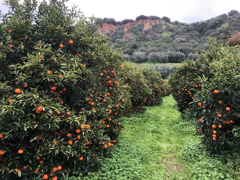 Operatore agricolo subisce un furto di 30 quintali di clementine