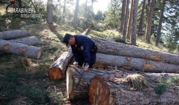 Spezzano Sila: taglio abusivo. Denunciata una ditta boschiva