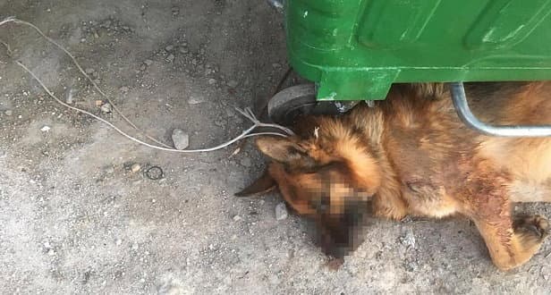 La verità sul cane abbandonato sotto ad un cassonetto con una corda attorno al collo