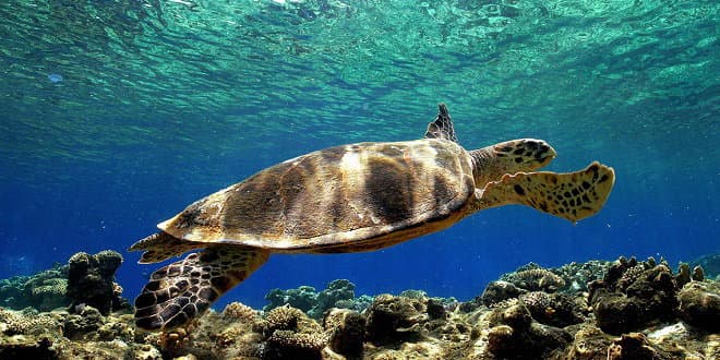 La Caretta caretta Yoshi torna in libertà e una nuota per 35.000 km