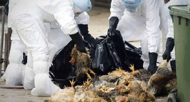 Cina: dopo il Coronavirus spunta anche l’Aviaria