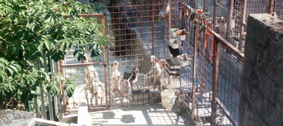 Sequestrato allevamento di cani dai Carabinieri Forestale