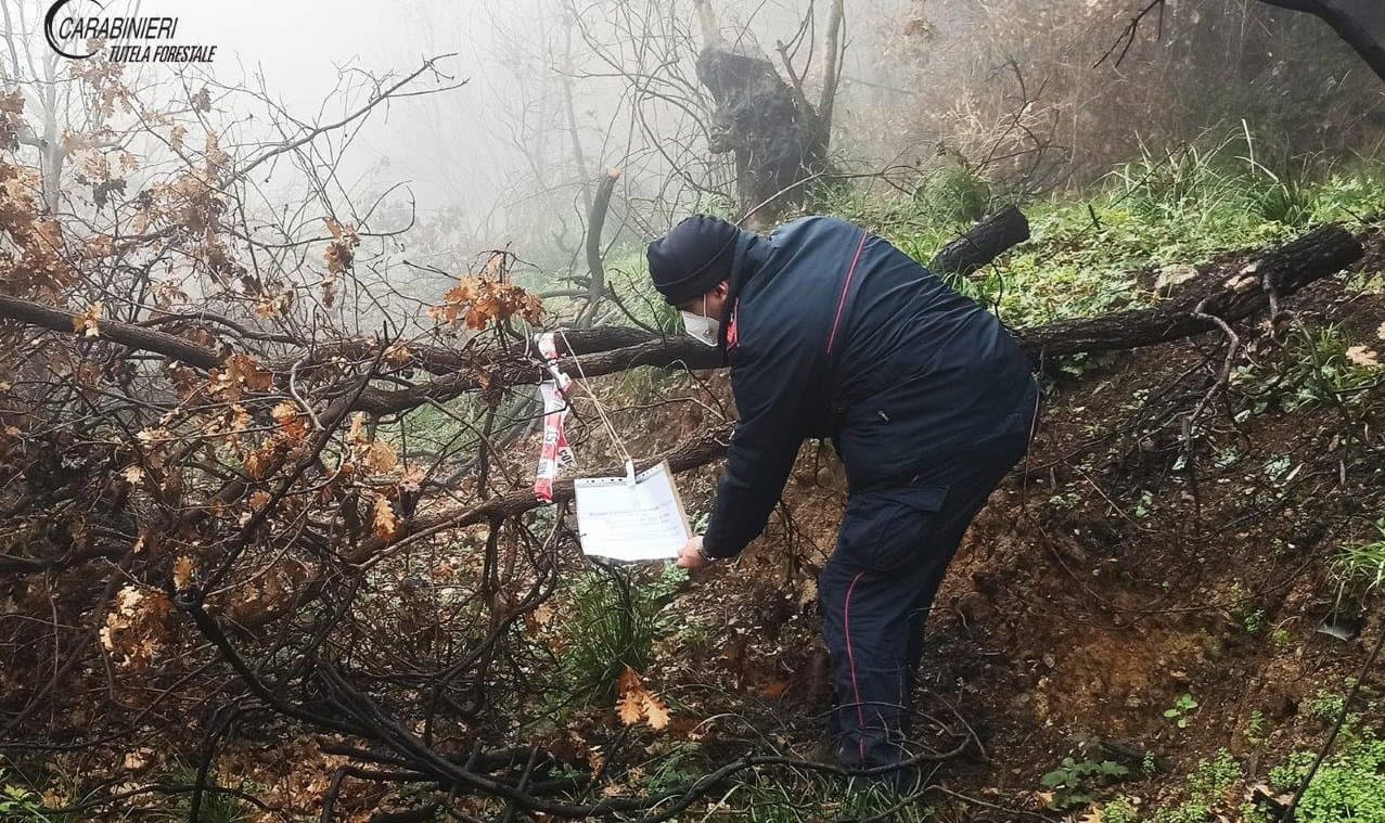 Furto di alberi, i Carabinieri Forestale identificano e denunciano l’autore