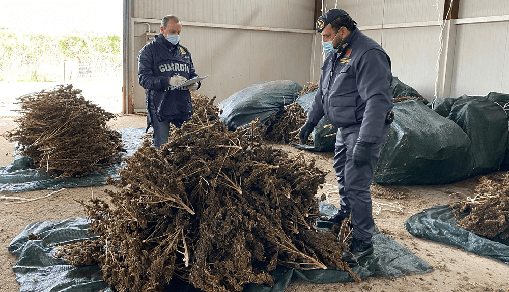 Cassano all’Ionio: sequestrate oltre 3.400 piante di cannabis
