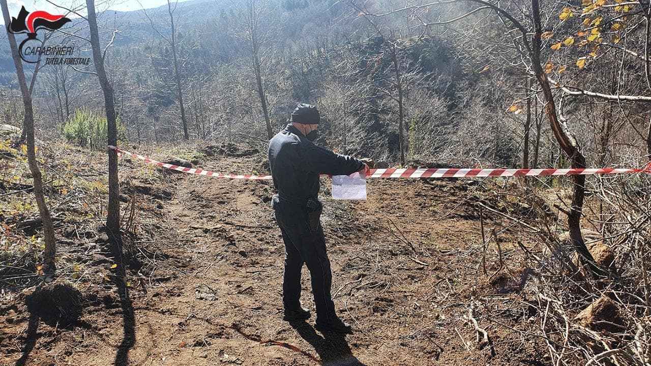 San Giovanni in Fiore: taglio abusivo, denunciata una persona del luogo, sequestrata Area boscata