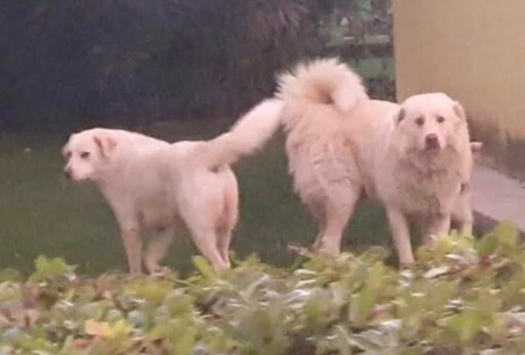 Cani uccisi a Frascineto: arriva la condanna dell’Amministrazione comunale