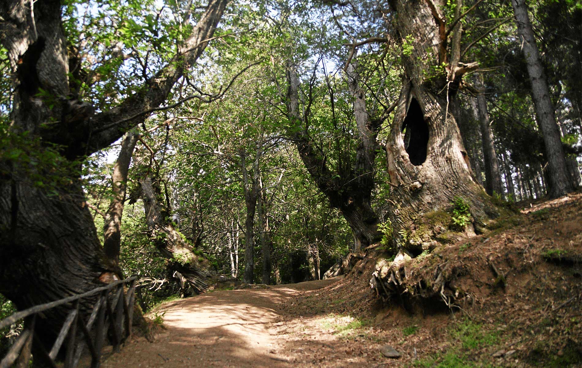 «I castagni di Cozzo del Pesco devono entrare nel Parco della Sila»