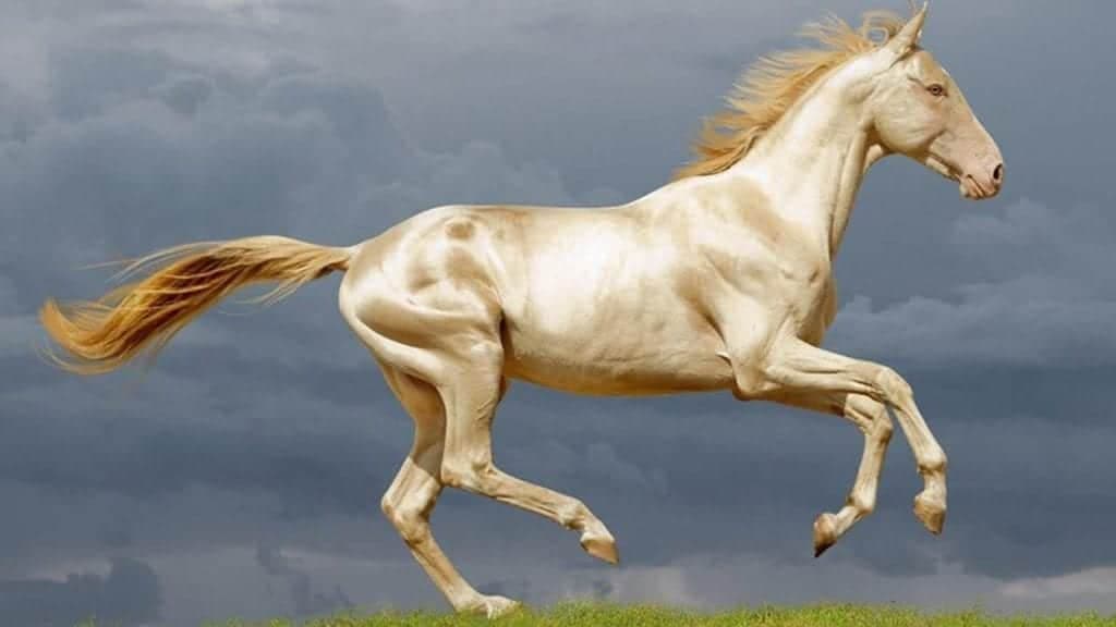 Al cavallo "jestimat" gli luccica il pelo