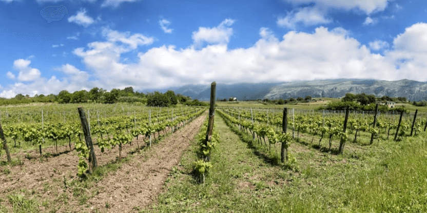 RURAL FOOD FESTIVAL - Inizia dal vino il viaggio tra le identità alimentari del Pollino