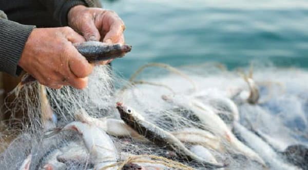 Co-Ro, si torna a discutere di filiera ittica e del Flag cittadino