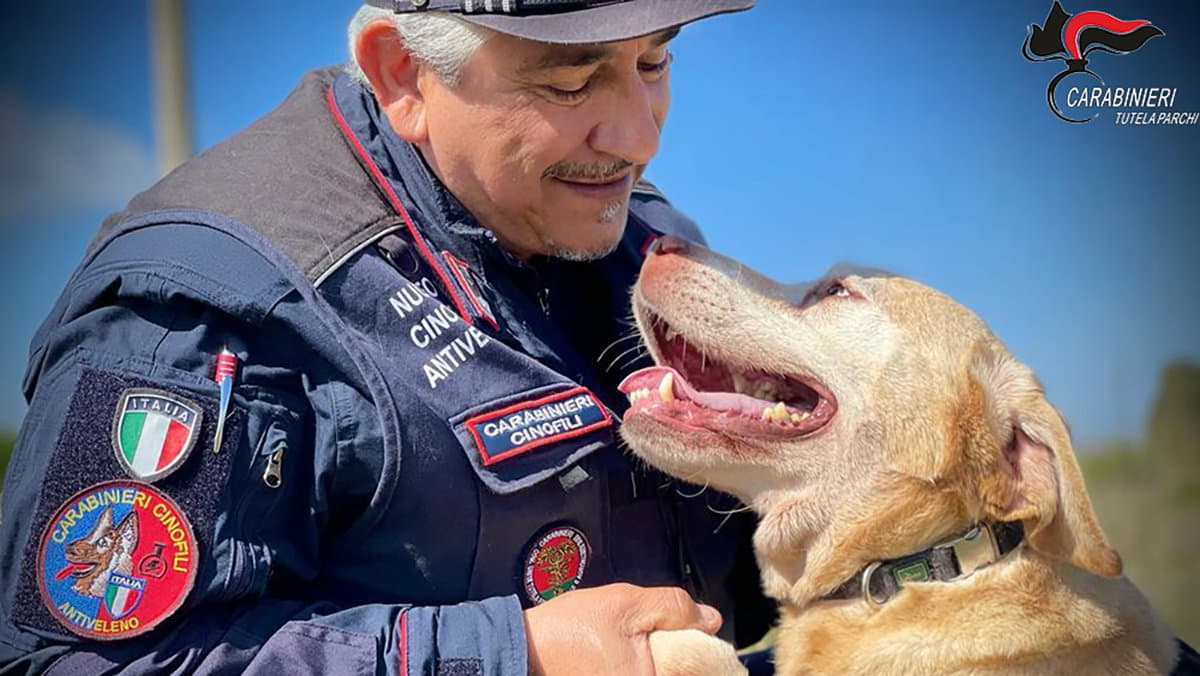 Cani eroi: Bocconi avvelenati sparsi nel Pollino, rintracciati grazie alle unità cinofile dei Carabinieri Forestale