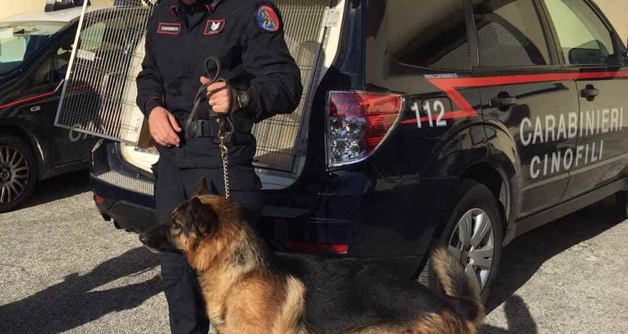 Nascondevano la droga in giardino, arrestati marito e moglie
