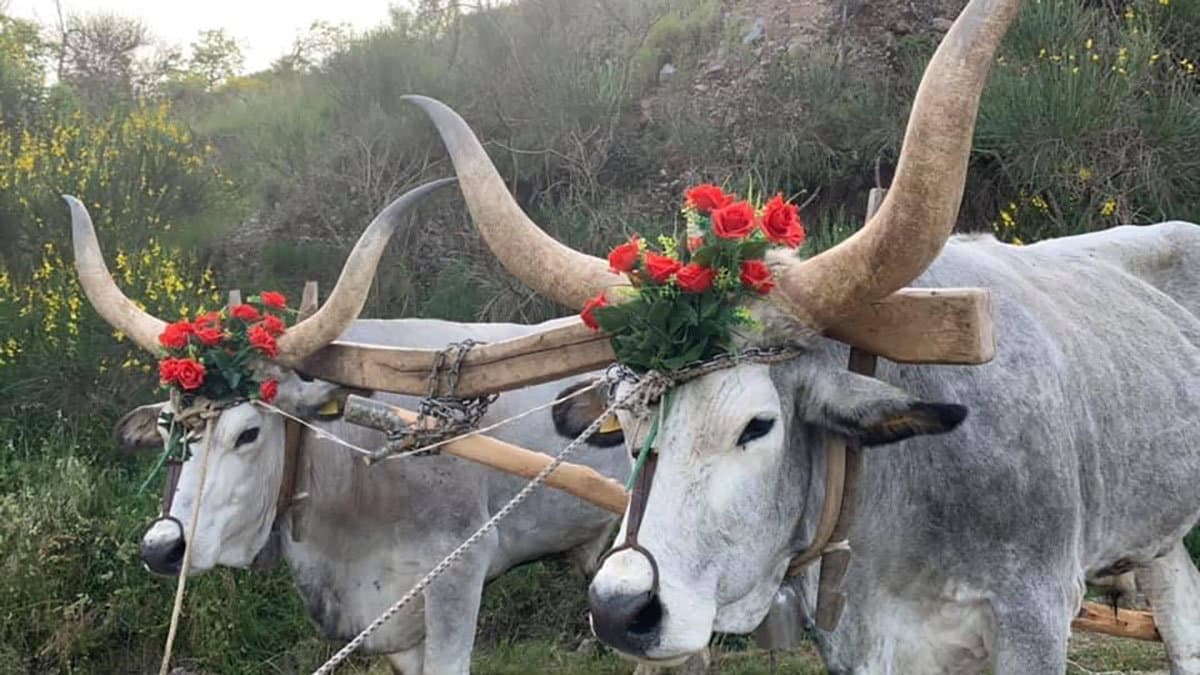 A Laino Borgo ritorna la festa delle "'ntinne", candidata a diventare patrimonio Unesco