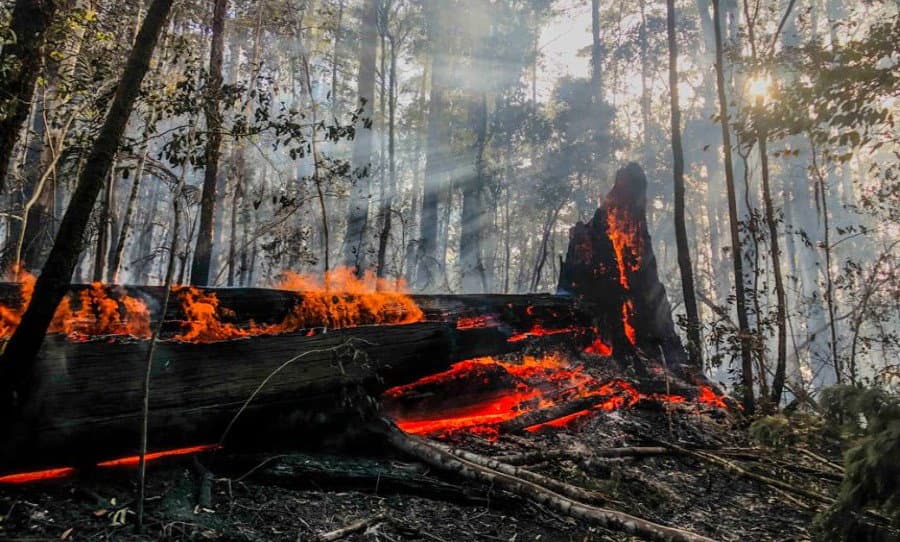 Bruciano ancora i boschi della Sila Greca: vasto incendio nell'area di Valle del Pozzo