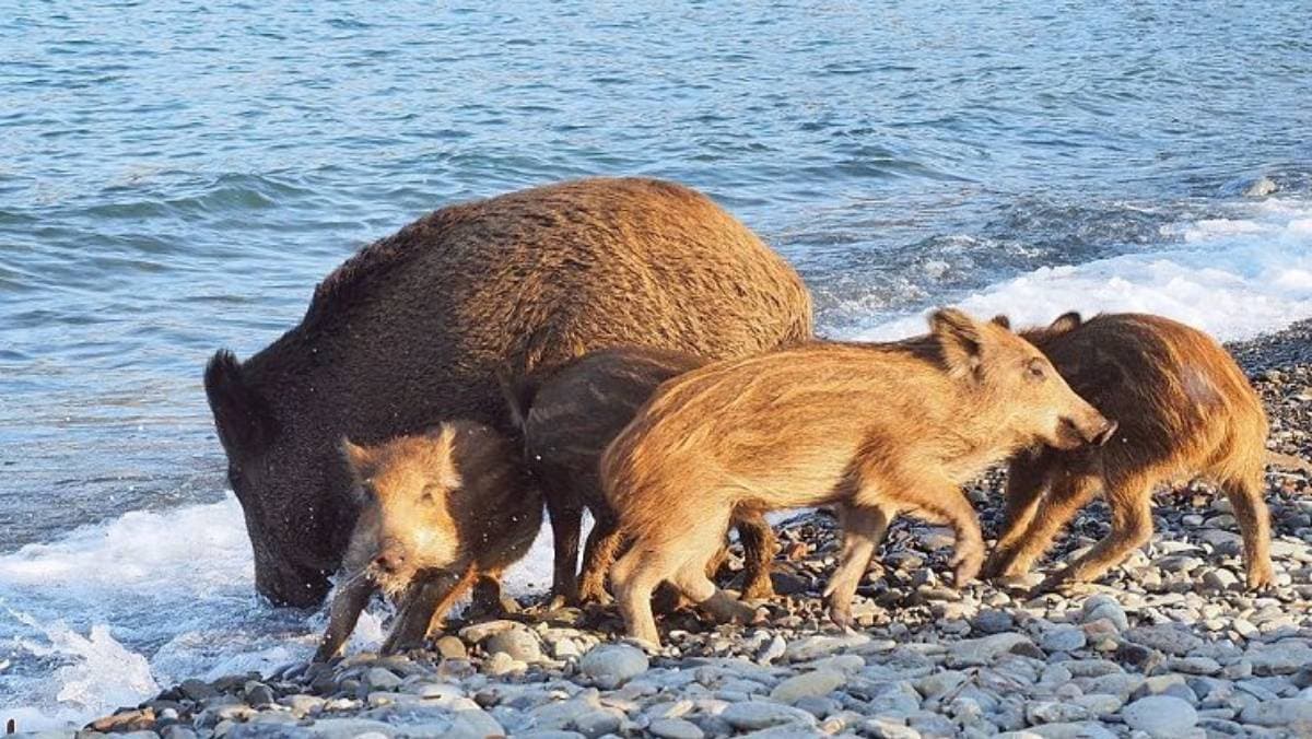 Cinghiali avvistati anche sulle spiagge calabresi, i maiali selvatici ormai invadono tutto