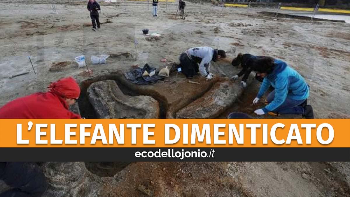 I resti di "Elephas antiquus" scoperti nel Cecita… e dimenticati nel Molise