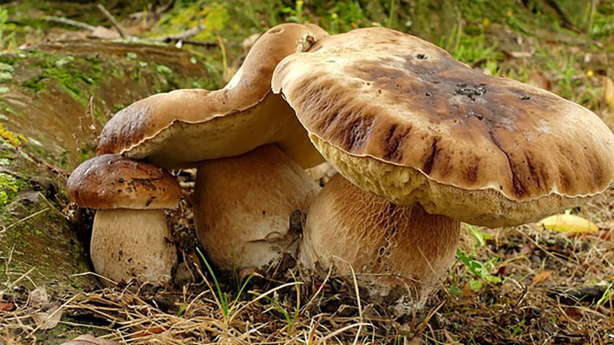 Boom di porcini! Con settembre parte la corsa ai funghi