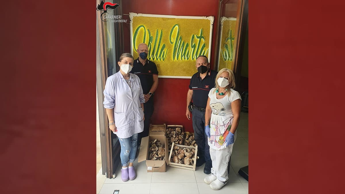 Sila, sequestrati 19 chili funghi venduti senza autorizzazione