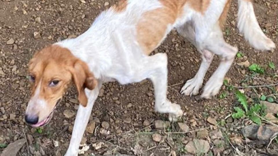 Denuncia di Stop Animal Crimes alle autorità della Sibaritide: tanto randagismo e pochi controlli