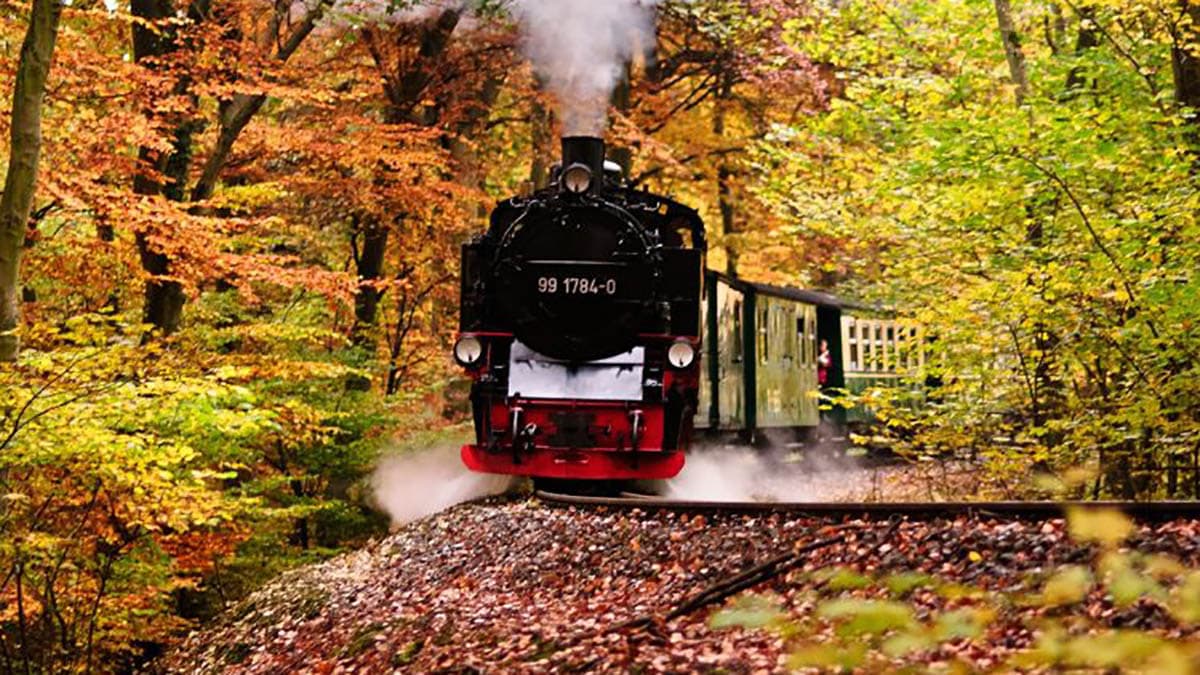Autunno a vapore in Sila: un'esperienza nel foliage sul magico Treno storico