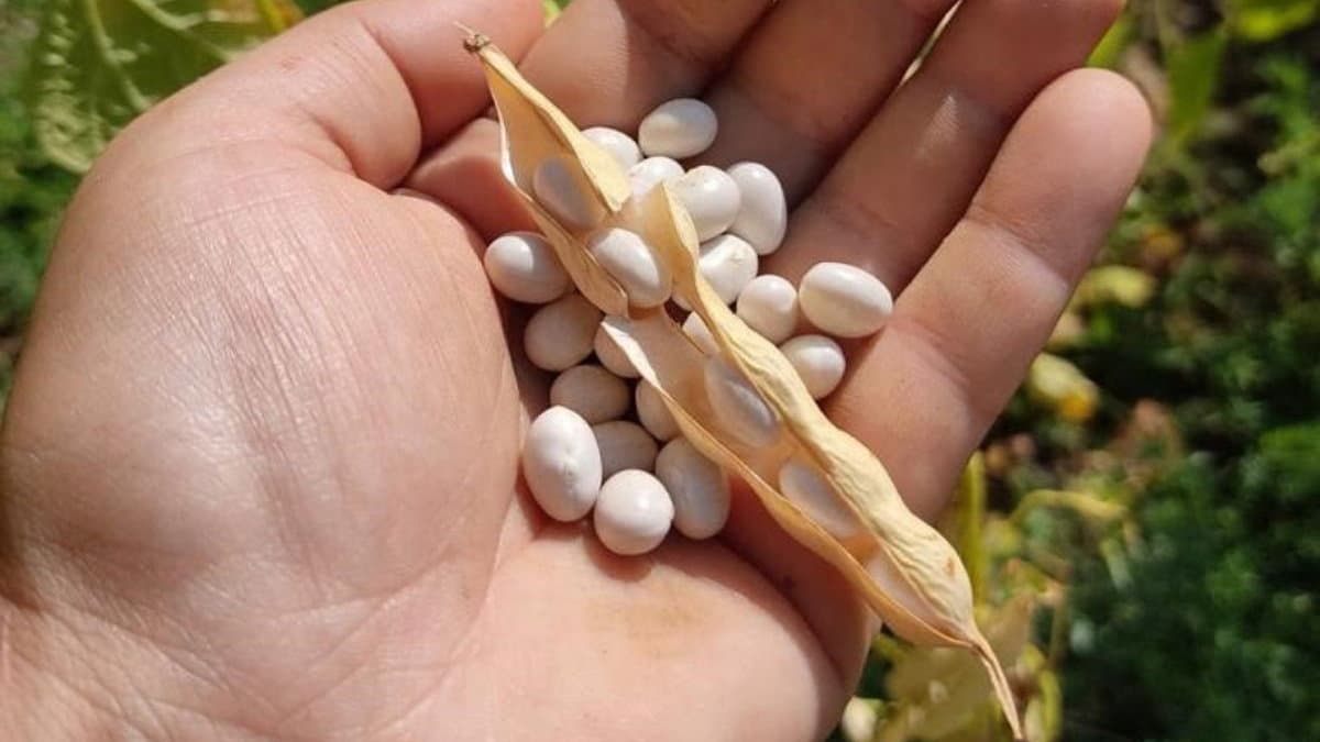 A Laino Borgo sapori e profumi d’autunno, tra i protagonisti: il "fagiolo poverello"