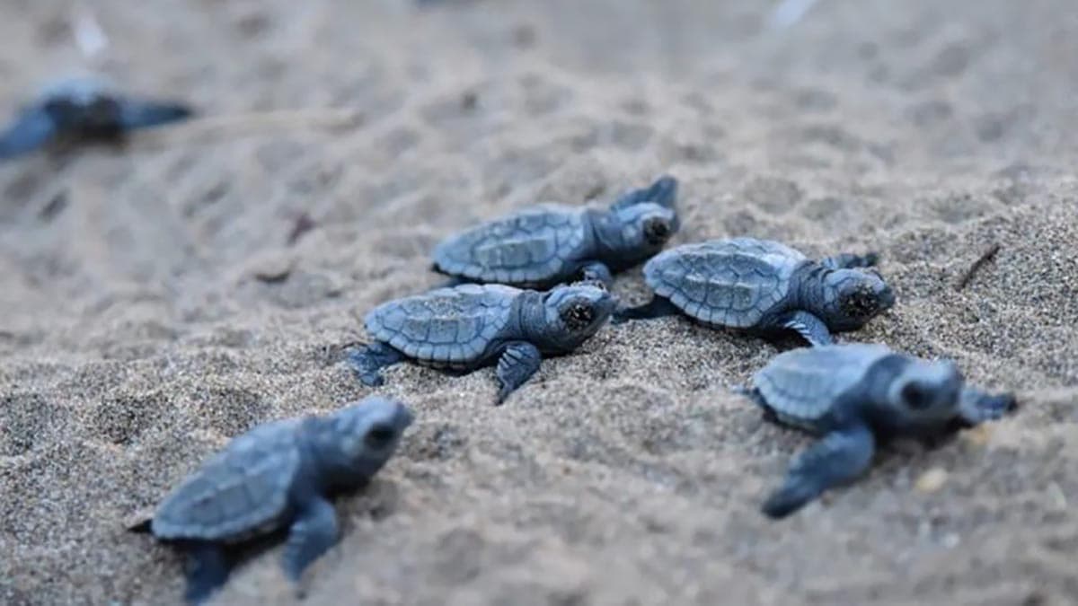Record di nidi di caretta caretta in Calabria: la meta preferita di mamma tartaruga