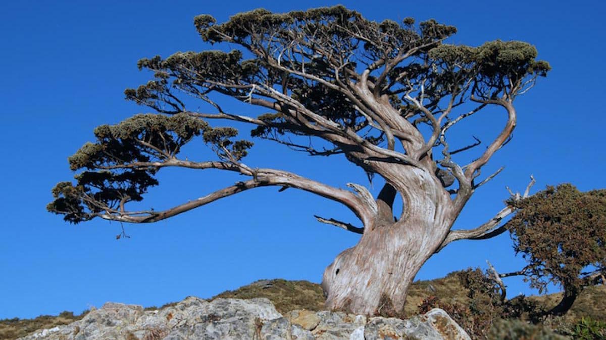 Si trova in Calabria l'albero più vecchio d'Europa: lo chiamano Italus