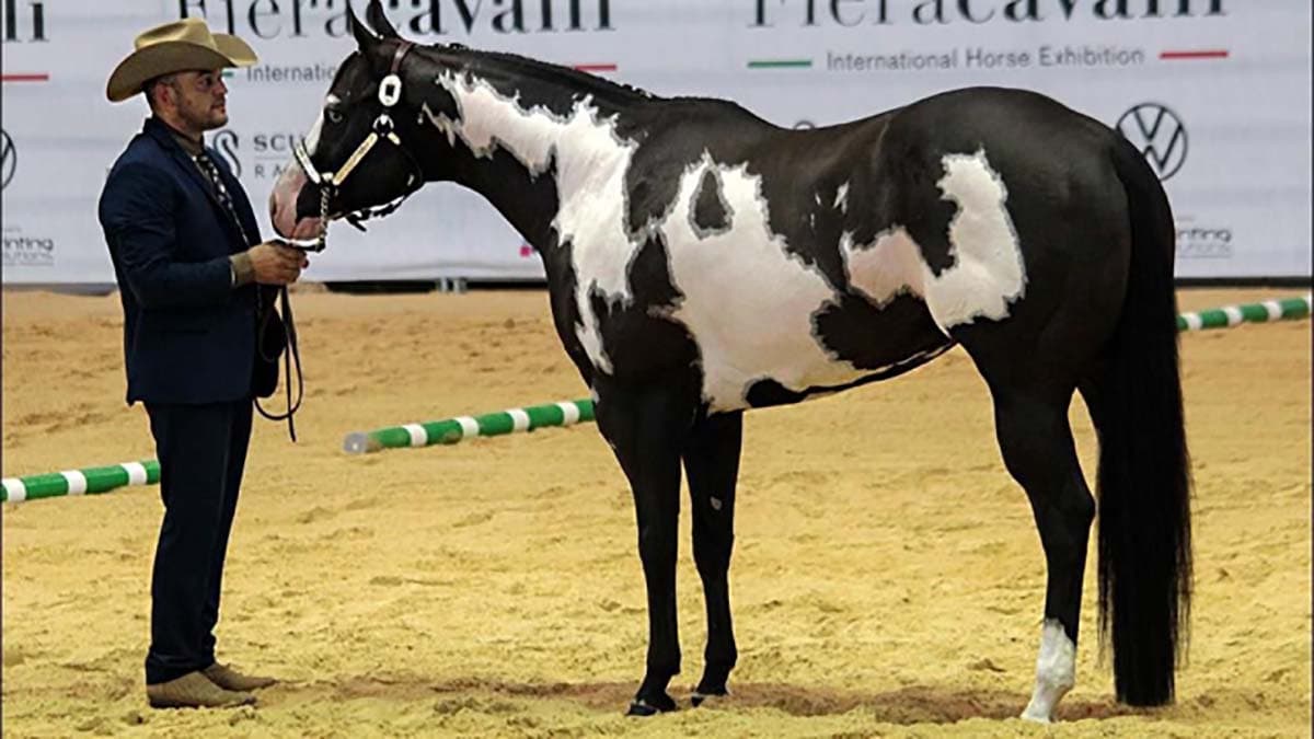Lo stallone più bello d'Italia è calabrese: bellezza ed eleganza sublime
