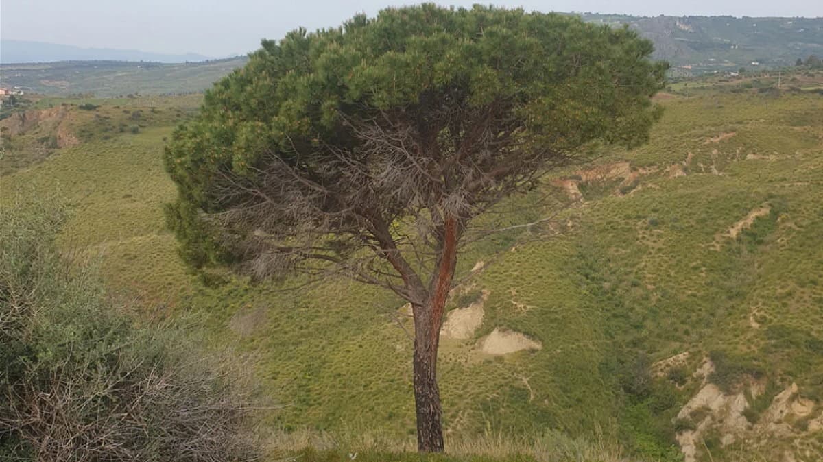 Cassano, valorizzare la collina dei “Tre Piani”: uno scrigno di tesori per l’intero territorio