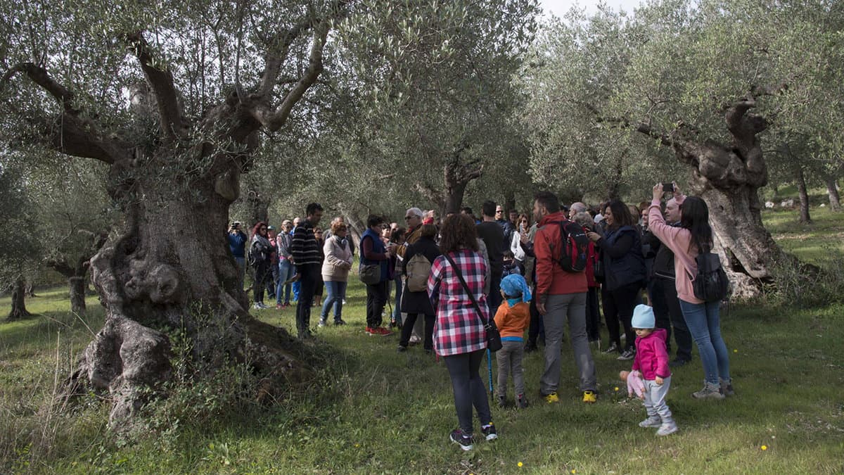 Al via la terza edizione della festa dedicata all'oro di Calabria, l'olio d'oliva extra vergine e delle sue tradizioni