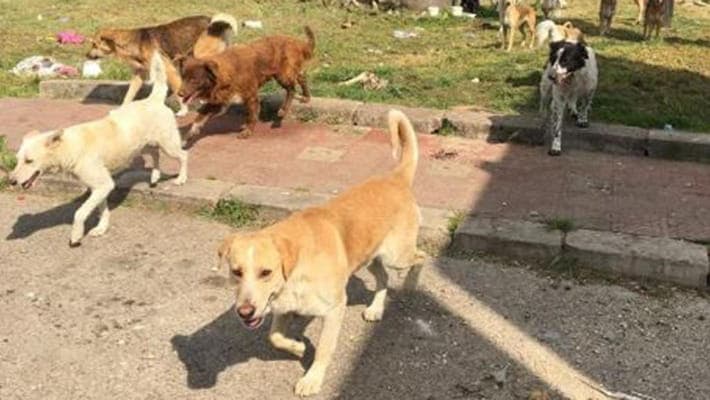 Randagismo, dal comune un contributo per la sterilizzazione dei cani di proprietà