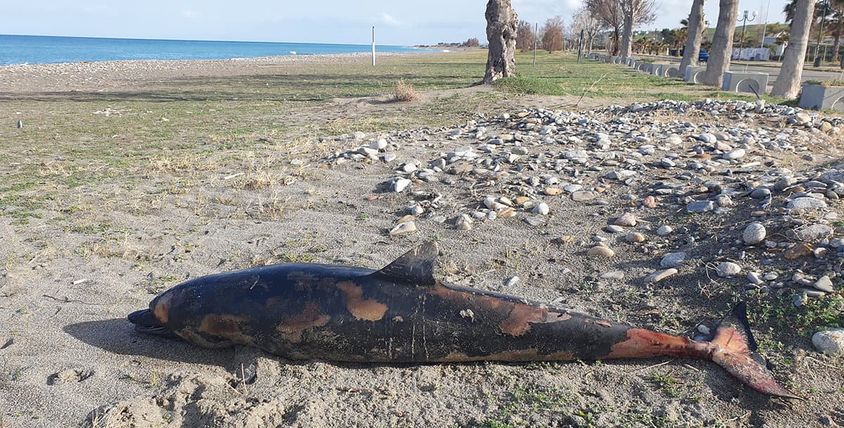 Ritrovata la carcassa di un delfino sulle spiagge di Centofontane