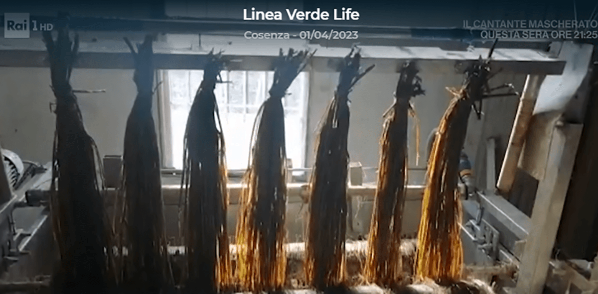Linea Verde all'Unical per raccontare della ginestra di Calopezzati e di Santa Maria del Cedro e del suo frutto