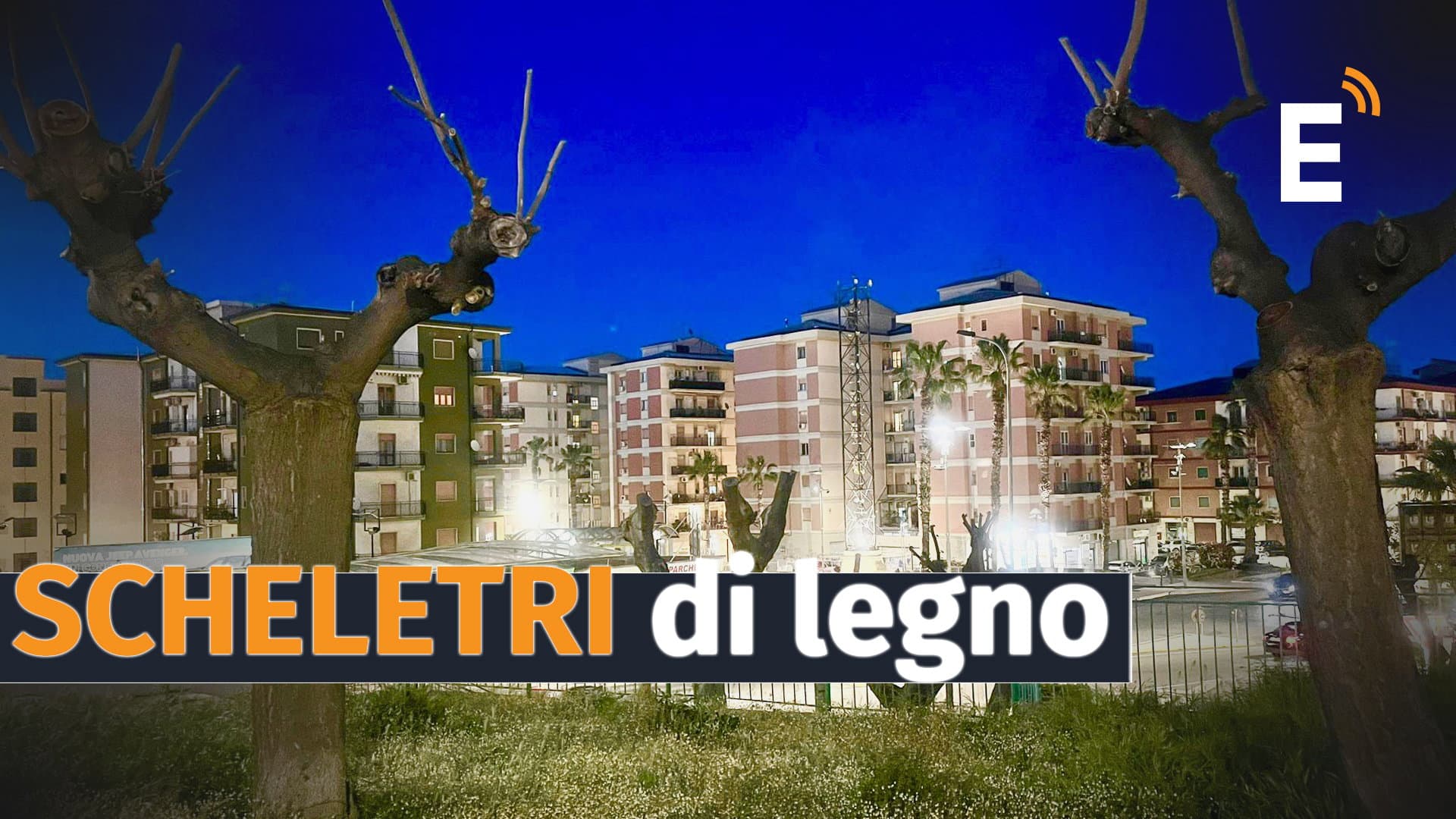 Capitozzati gli alberi a Corigliano-Rossano, l’agronomo: «I danni possono essere inesorabili»