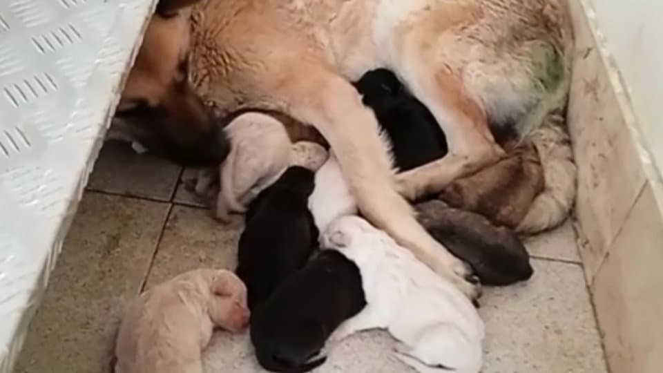 Allarme randagismo Co-Ro: cagna partorisce 10 cuccioli nelle scale di un condominio