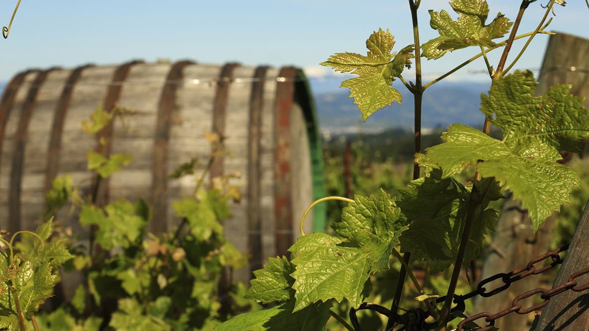 Ad Altomonte torna l'evento diffuso "il Sabato del Vignaiolo"